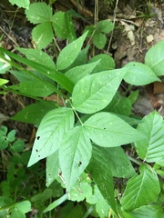 Vicia oroboides