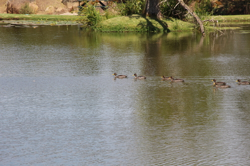 iNaturalist image