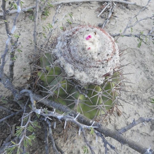 Melocactus curvispinus