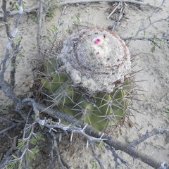 Melocactus curvispinus
