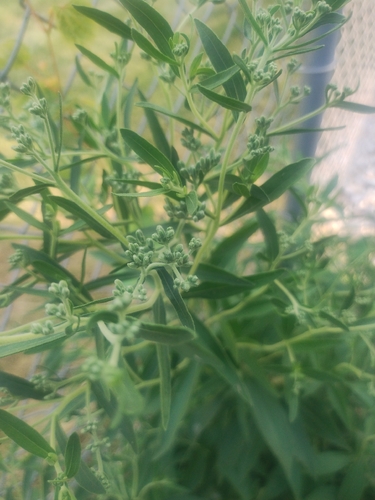 Eupatorium altissimum, photograph 6