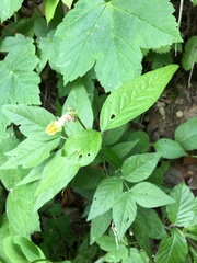 Vicia oroboides