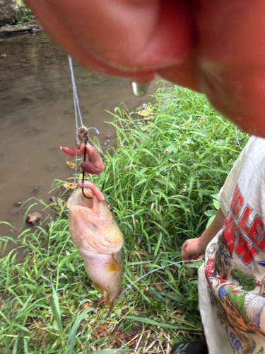 Hornyhead Chub