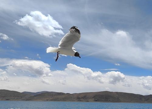Brown-headed Gull