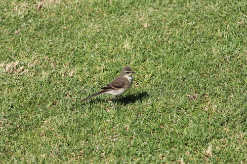 iNaturalist image