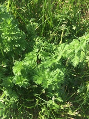 Torilis nodosa