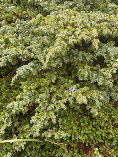 common juniper