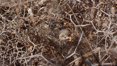 Latrodectus lilianae