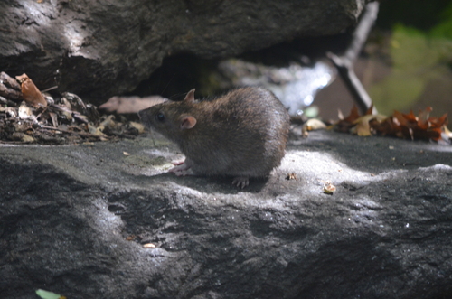 Rat photographed near here on 2026-09-08