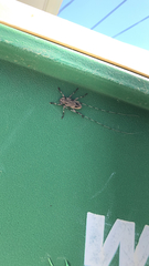 Acanthocinus nodosus