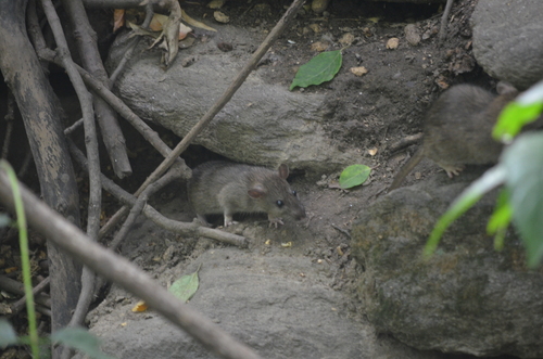 Rat photographed near here on 2026-09-08