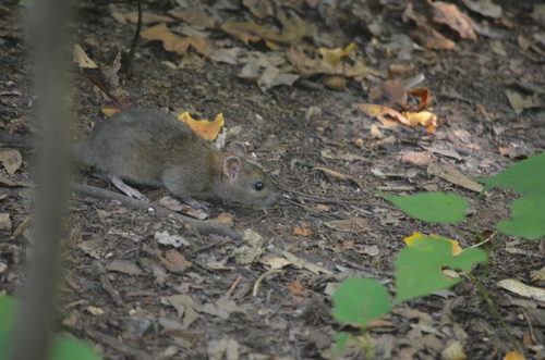 Rat photographed near here on 2026-09-08