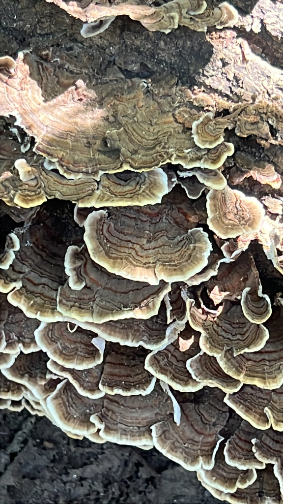 turkey-tail · September 2026 · photo: Photo: (c) Kevin Chaikelson, some rights reserved (CC BY) · iNaturalist