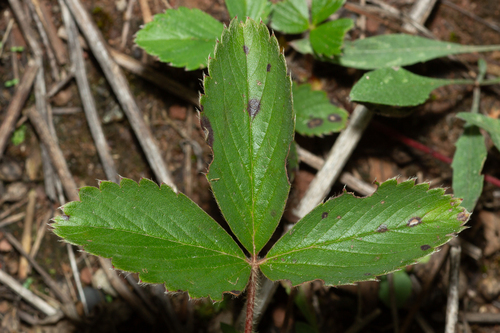 Virginia strawberry