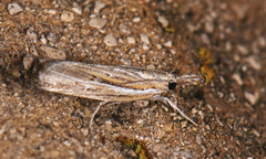 Fissicrambus quadrinotellus