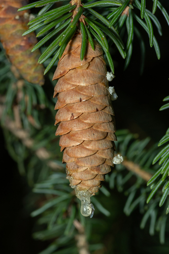 white spruce
