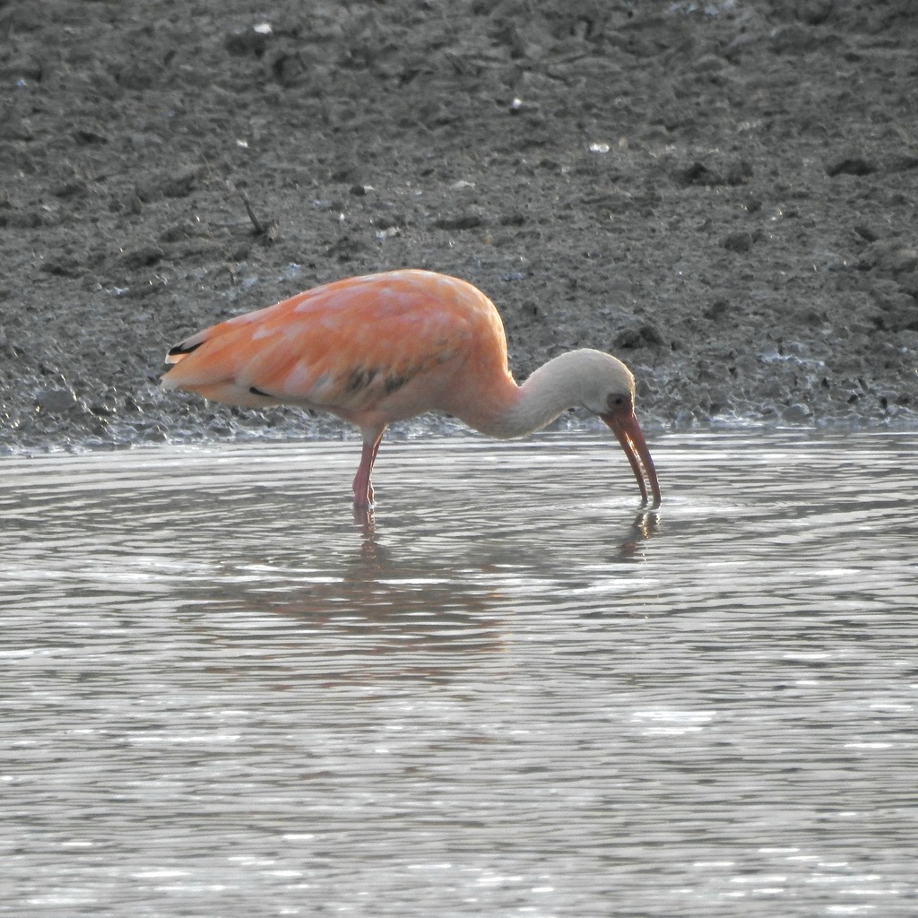 Paler orange scarlet ibis wading in shallow water with its bill down