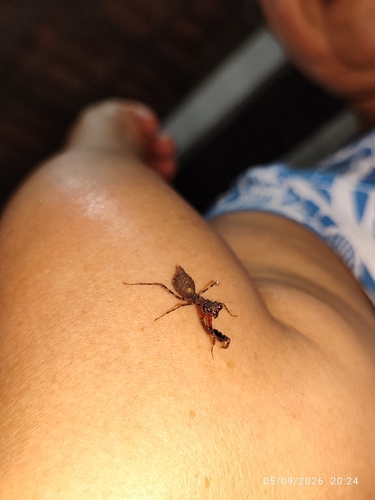 Pseudomiopteryx infuscata