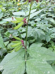 Vicia oroboides