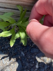 Erigeron