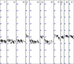 Barbastella barbastellus
