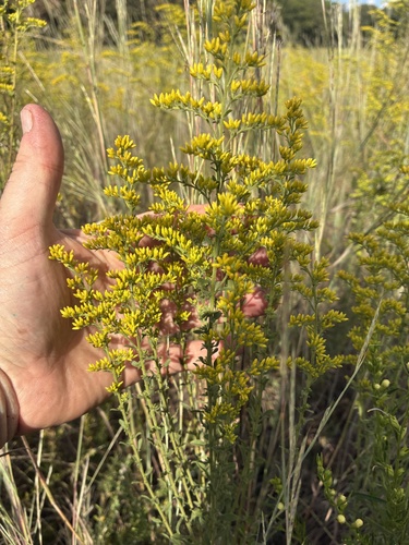 field goldenrod