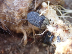 Thanatophilus lapponicus