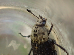 Thanatophilus lapponicus