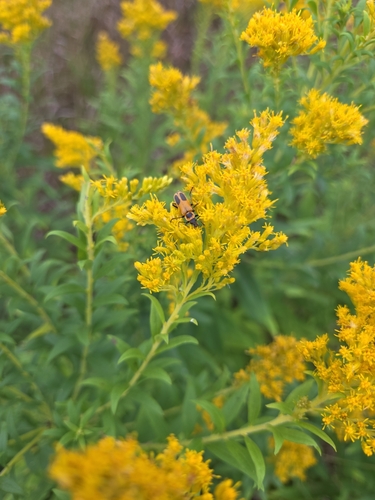 Goldenrod Soldier Beetle