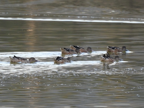 iNaturalist image