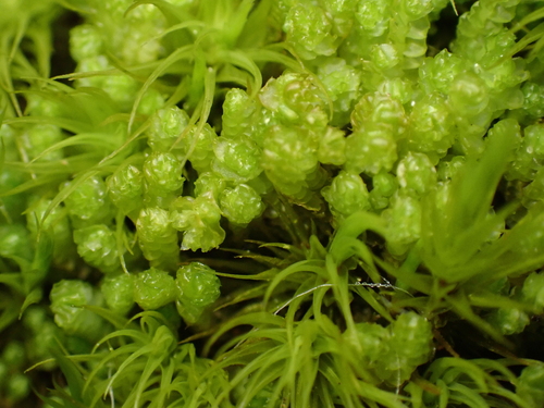 Neoorthocaulis floerkei observed 2026-08-29