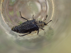 Thanatophilus lapponicus