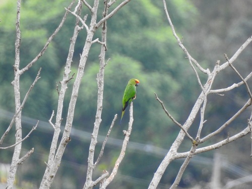 Golden-capped Parakeet