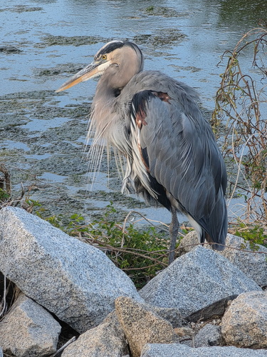 Great Blue Heron