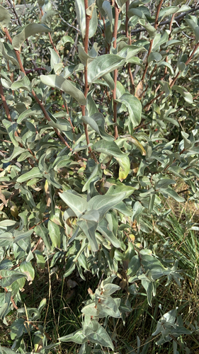 Silverberry