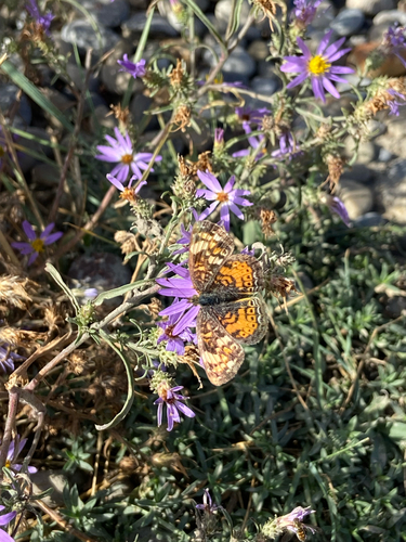 Great Plains Crescent
