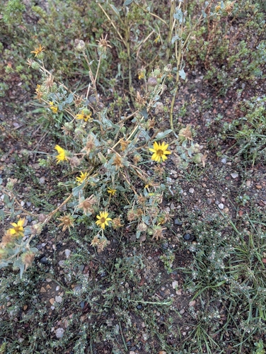 Hairy False Goldenaster