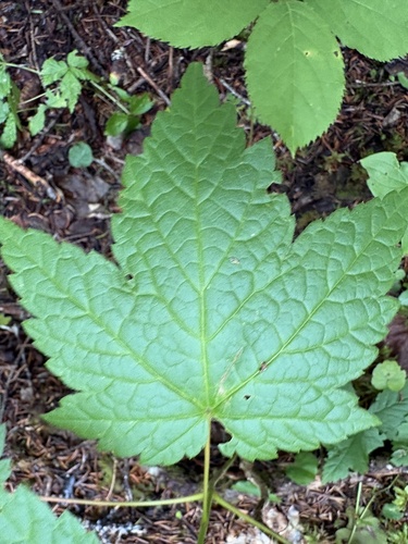 Mountain Maple
