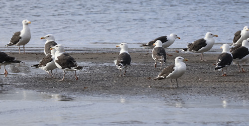 Great Black-backed Gull