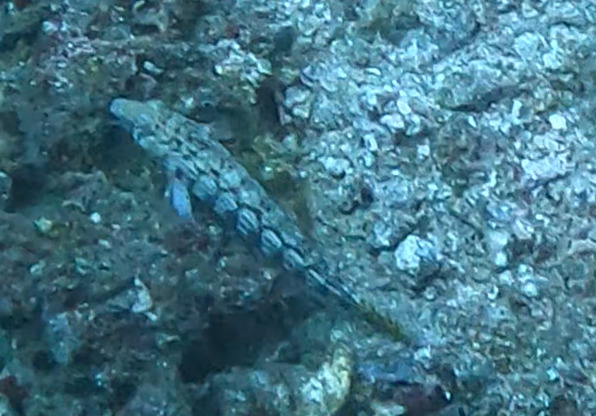 Cylindrical sandperch