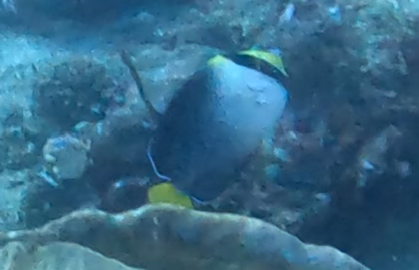 emperor butterflyfish