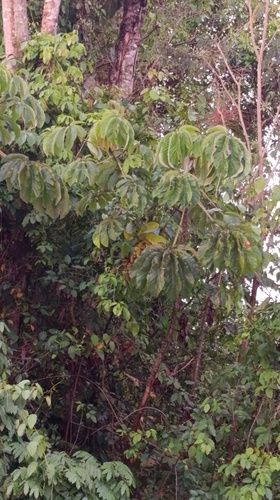Pumpwood