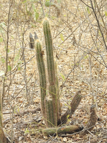 Pilosocereus lanuginosus