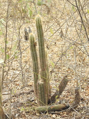 Pilosocereus lanuginosus