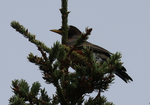 American Robin
