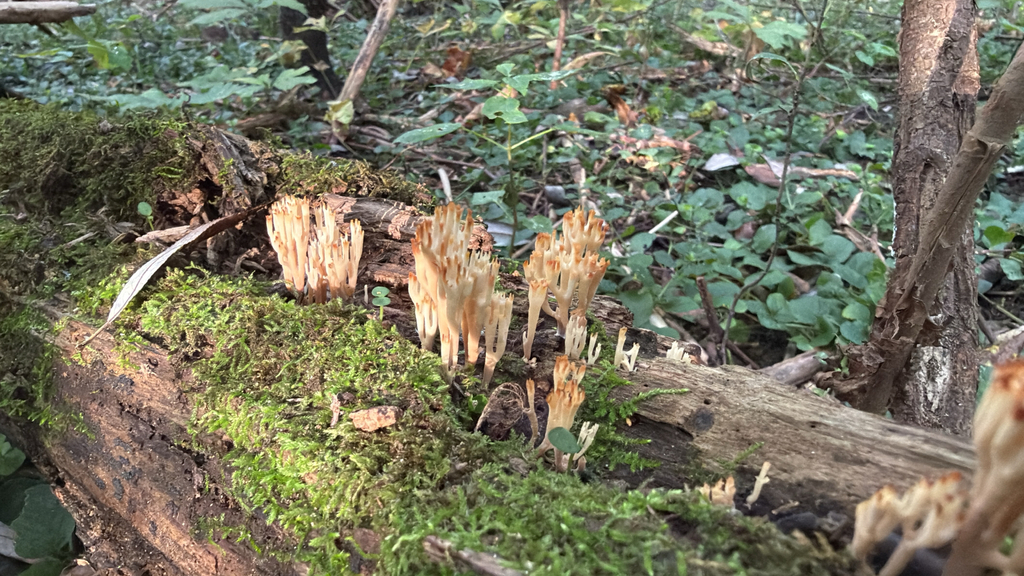 crown-tipped coral fungus · September 2026 · photo: Photo: (c) Ken D., some rights reserved (CC BY) · iNaturalist
