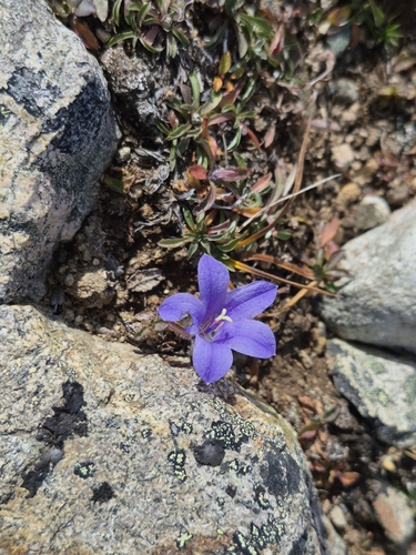 Campanula lasiocarpa, photograph 4