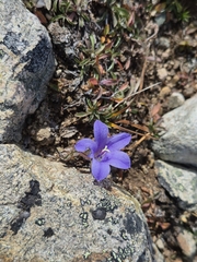 (c) Syd Cannings, some rights reserved (CC BY) Campanula lasiocarpa, photograph (c) Syd Cannings, some rights reserved (CC BY)