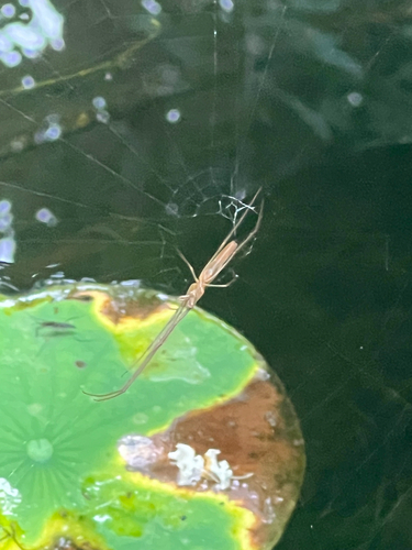 Tetragnatha nitens
