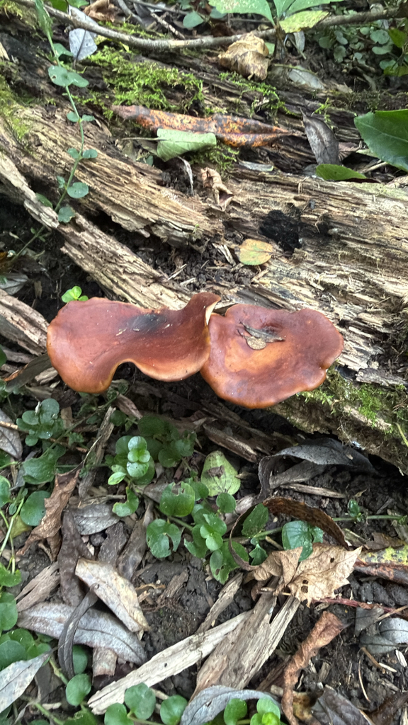 Bay Polypore · September 2026 · photo: Photo: (c) Ken D., some rights reserved (CC BY) · iNaturalist